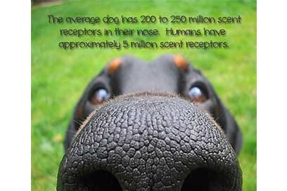 dog nose