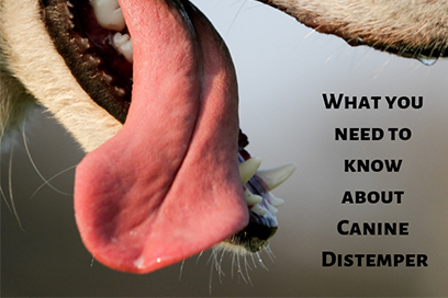 Canine Distemper