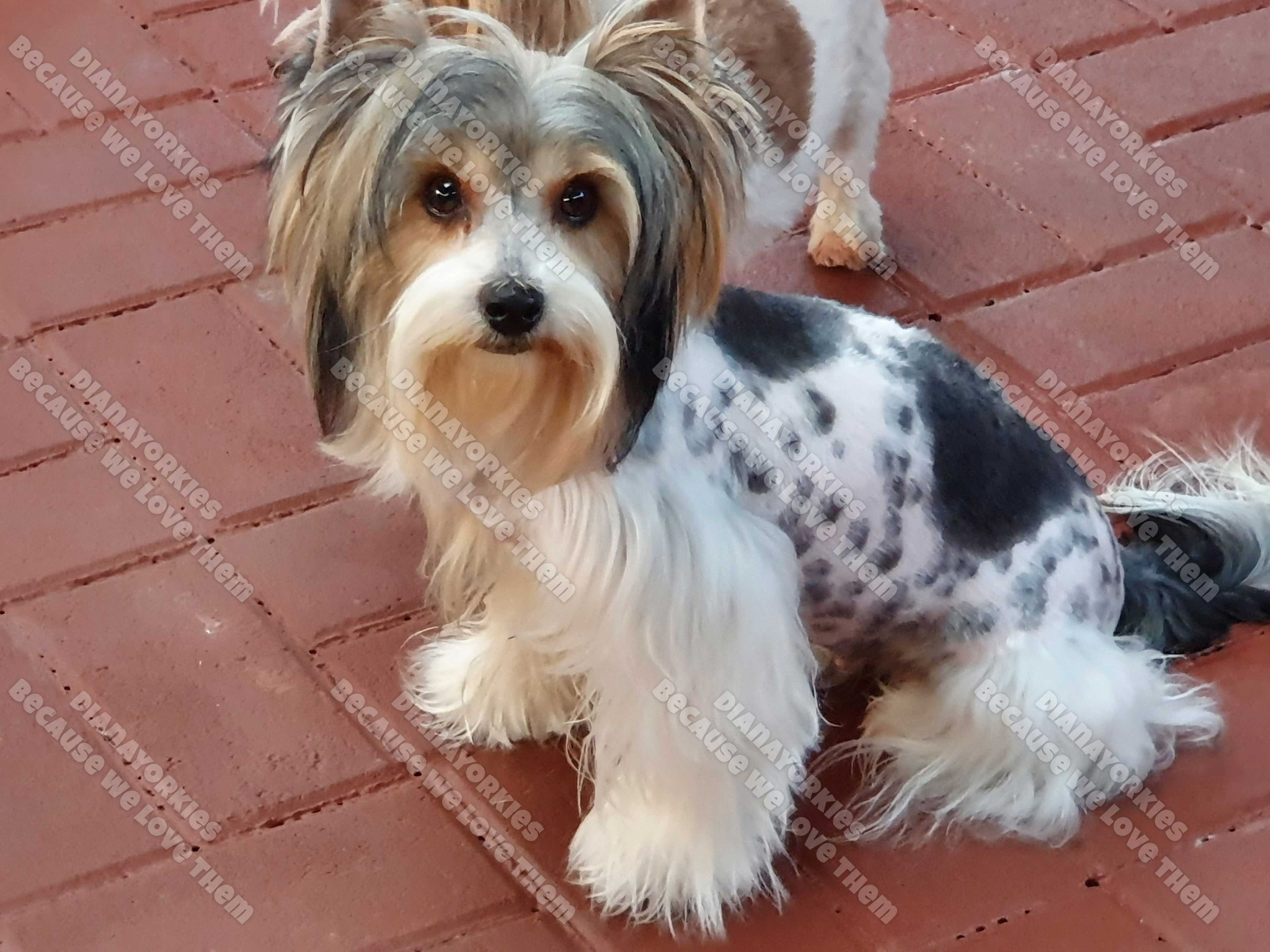 Leila