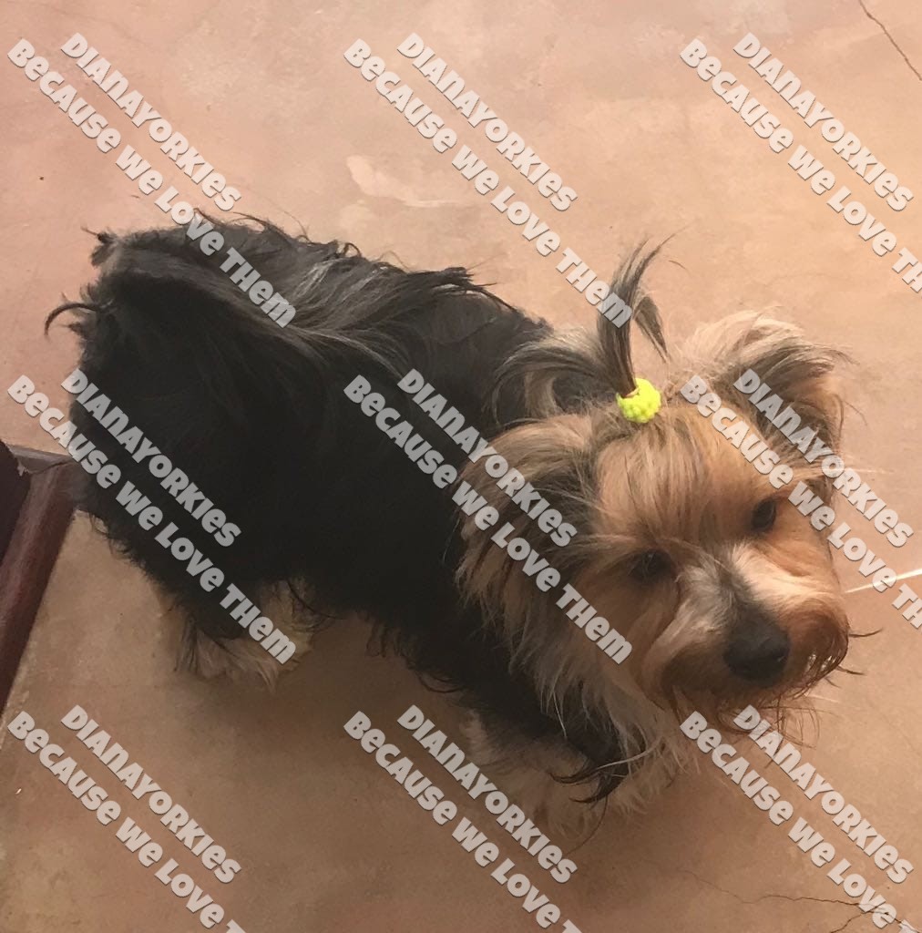 PennyMomJade