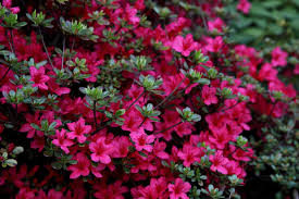 Azalea