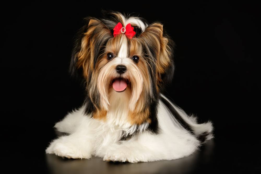 Biewer Terrier