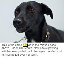 Canine Aggressive1