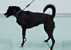 Canine Aggressive2