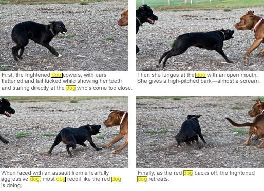 Canine Aggressive3