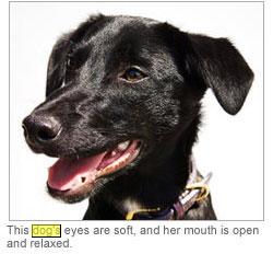 Canine Eyes