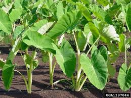 Elephant Ear