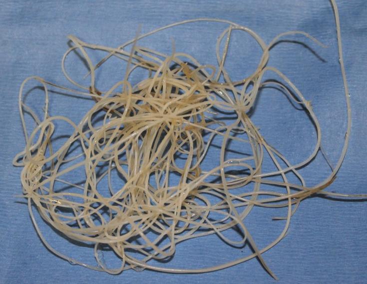 Heartworms in dogs