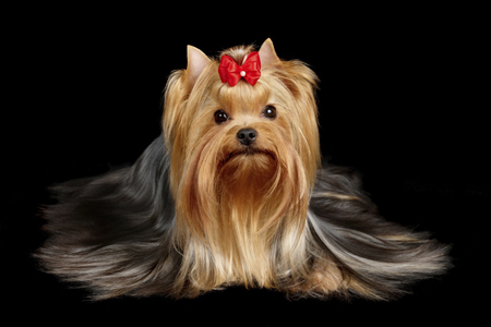 Yorkie Female