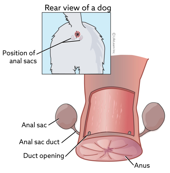 dog analsacs