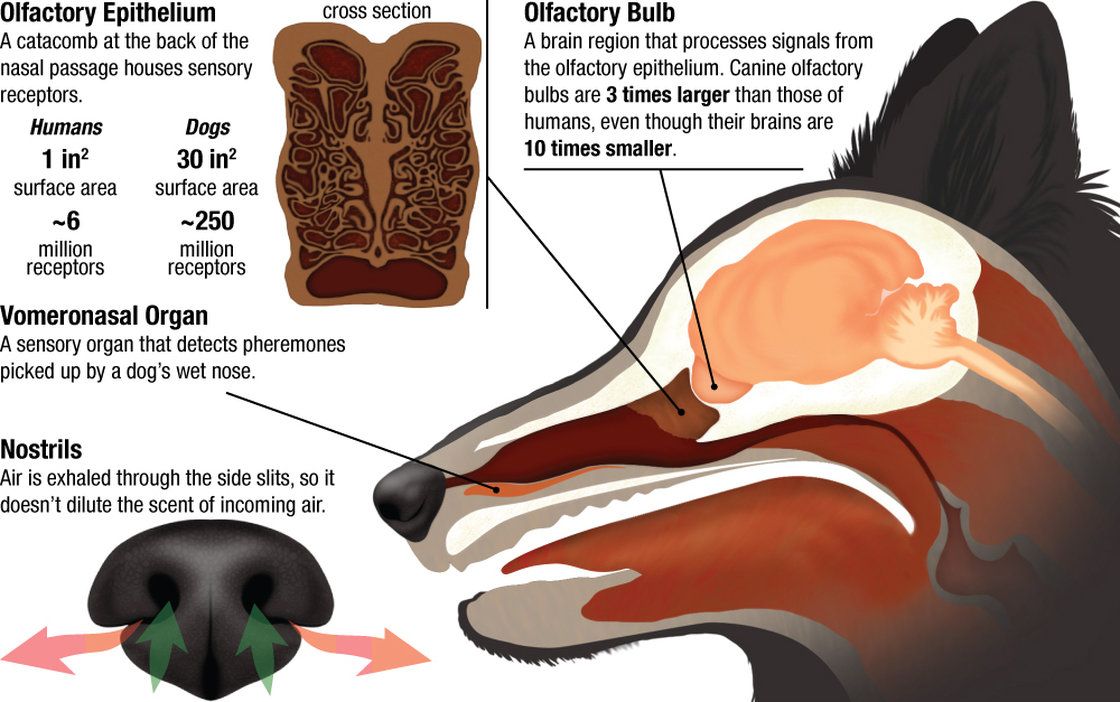 dog nose anatomy