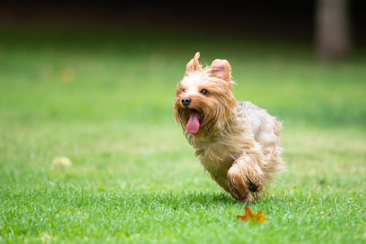 zoomies explained