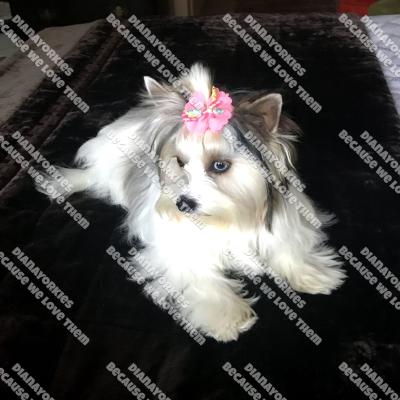 Kaylee-Poplap