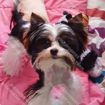 Domino