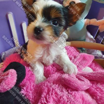 Dianayorkiespuppy 23