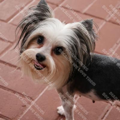 Melody2
